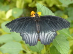 FZ007350 Black butterfly.jpg